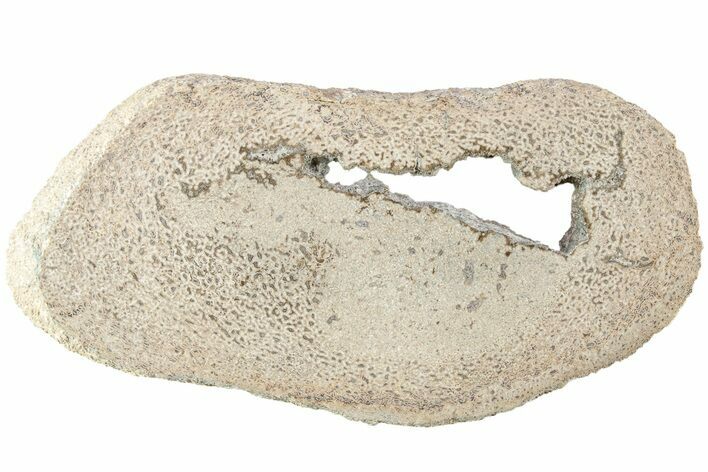 Polished Dinosaur Bone (Gembone) Slab - Morocco #214051